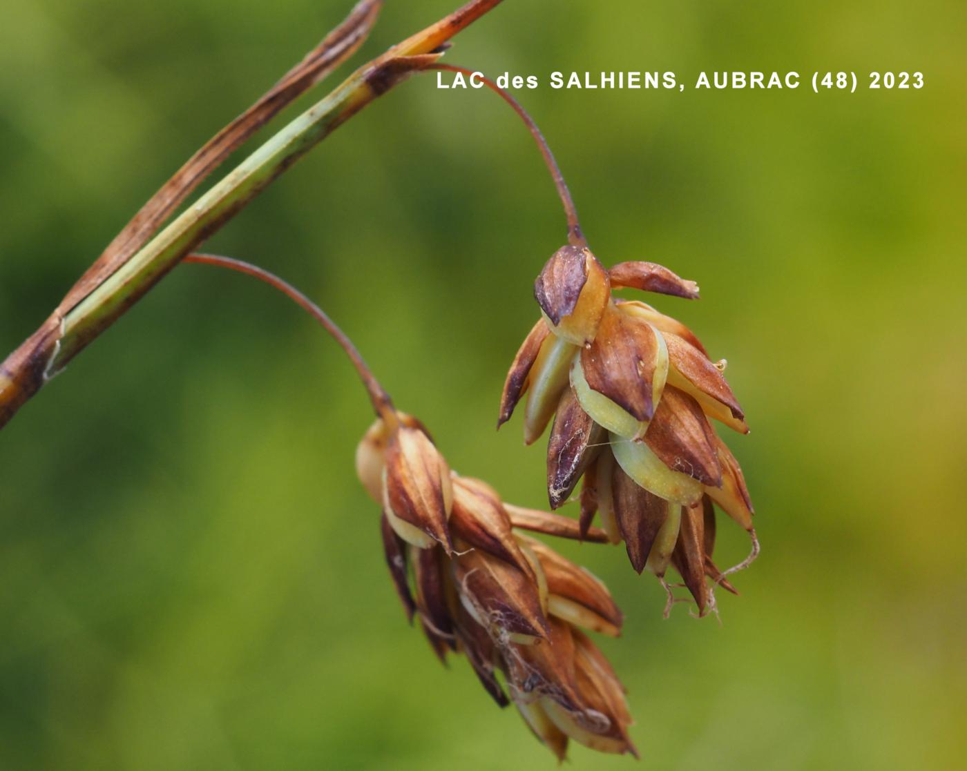 Sedge, Mud flower